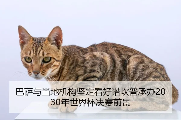 巴萨与当地机构坚定看好诺坎普承办2030年世界杯决赛前景
